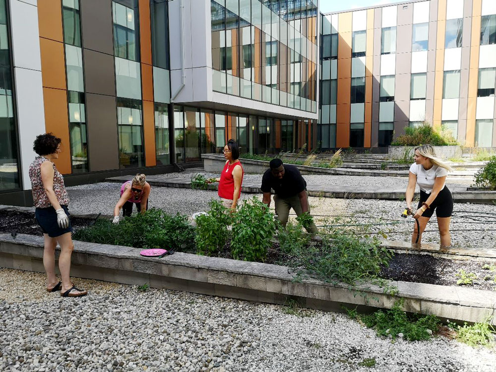 Group of people tending plants in a raised garden bed